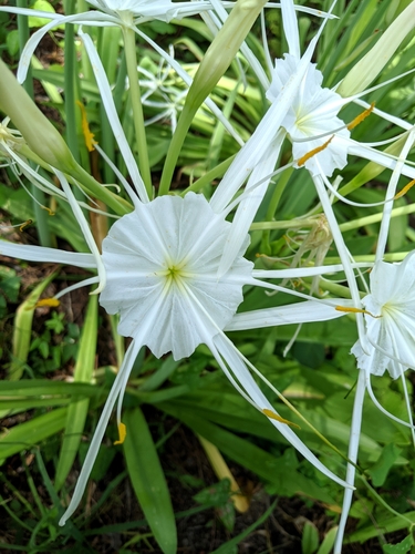 Hymenocallis occidentalis var. occidentalis