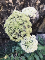 Angelica scabrida