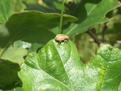 Strophosoma melanogrammum