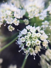 Angelica scabrida