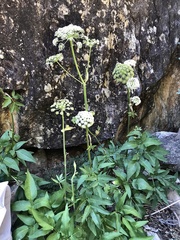 Angelica scabrida