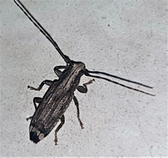Falsapolia apicalis