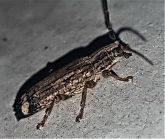 Falsapolia apicalis