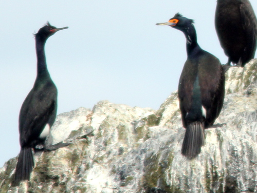 Red-faced Cormorant