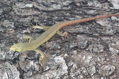 Emoia concolor
