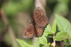 Bolla subapicatus