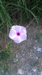 Ipomoea carnea