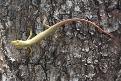 Emoia concolor