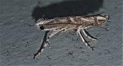 Epicephala trigonophora