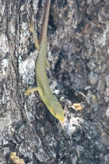 Emoia concolor