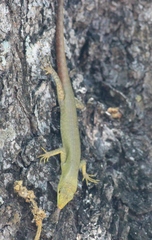 Emoia concolor