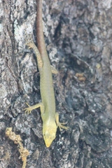 Emoia concolor
