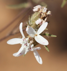 Osmadenia tenella