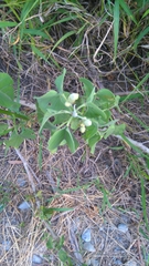 Ipomoea carnea