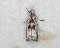 Microcrambus minor