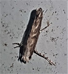 Epicephala trigonophora