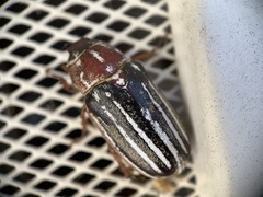 Polyphylla decemlineata