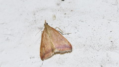 Pyrausta fodinalis