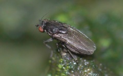 Sphaeroceridae