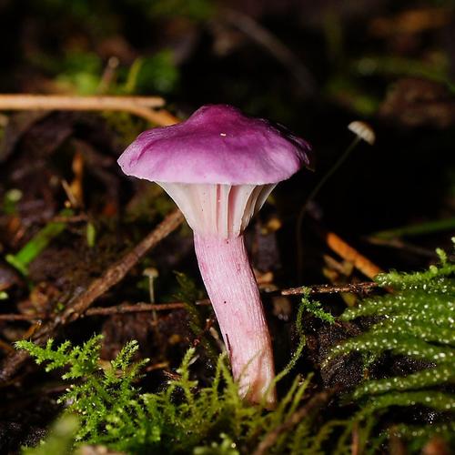 Cantharellus lilacinus image