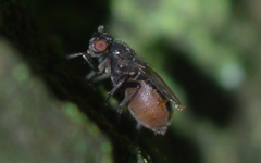 Sphaeroceridae