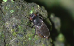 Sphaeroceridae