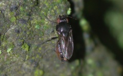Sphaeroceridae