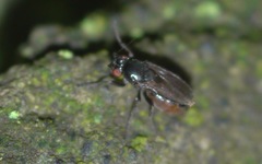 Sphaeroceridae