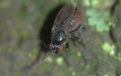 Sphaeroceridae