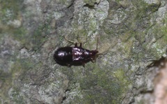 Anthocoridae