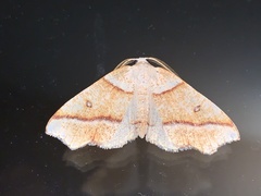 Plagodis phlogosaria