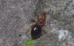 Loricula elegantula