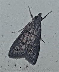 Heteromicta pachytera