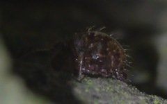 Allacma fusca