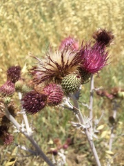 Cirsium douglasii douglasii