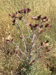 Cirsium douglasii douglasii