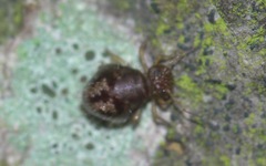 Allacma fusca