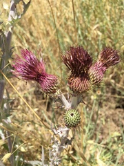 Cirsium douglasii douglasii
