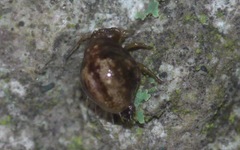 Allacma fusca