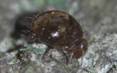 Allacma fusca