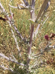 Cirsium douglasii douglasii