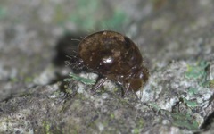 Allacma fusca