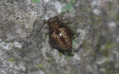 Allacma fusca