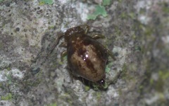 Allacma fusca