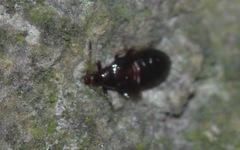 Anthocoridae