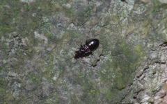 Anthocoridae