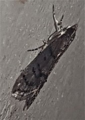 Heteromicta pachytera