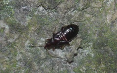 Anthocoridae