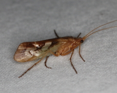 Limnephilus rhombicus
