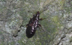 Anthocoridae